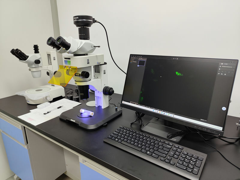体视荧光显微镜MZX81应用于果蝇研究