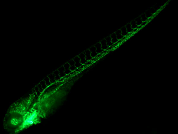 荧光显微镜MF52-CF应用于斑马鱼荧光筛选