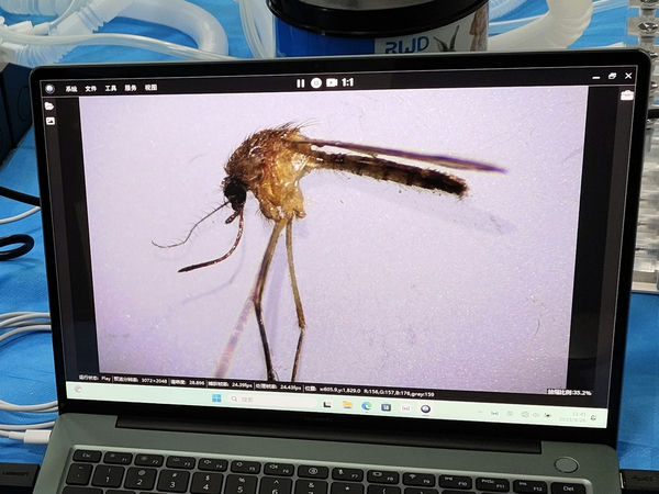 解剖镜下的蚊子，明美体视显微镜用于昆虫解剖