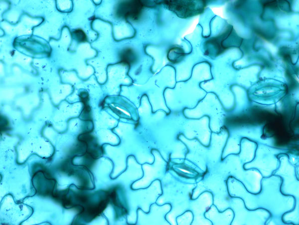 生物显微镜下的叶片气孔