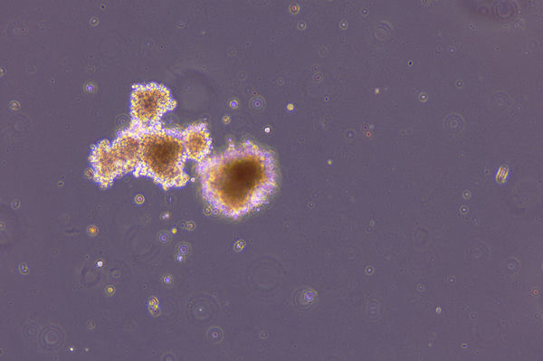 明美倒置显微镜MI52-N应用于造血祖细胞集落观察
