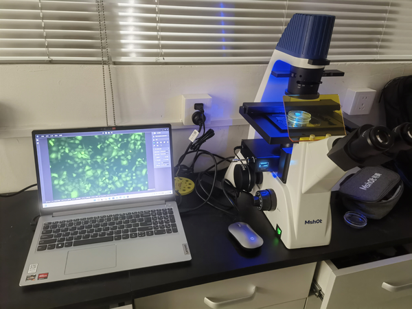 明美倒置荧光显微镜MF52-N应用于肿瘤细胞荧光观察