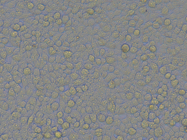 细胞工厂显微镜MI52-CF助力制药企业大规模细胞培养