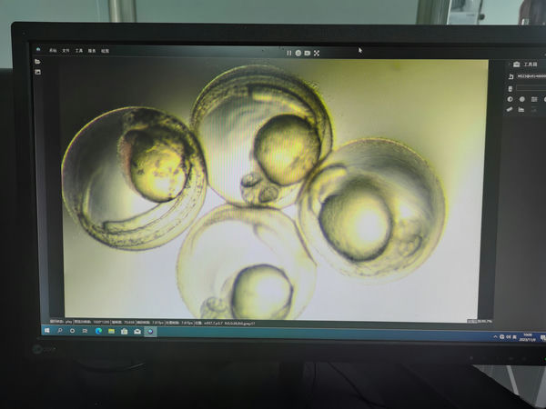 明美体视荧光显微镜MZX100应用于斑马鱼胚胎观察