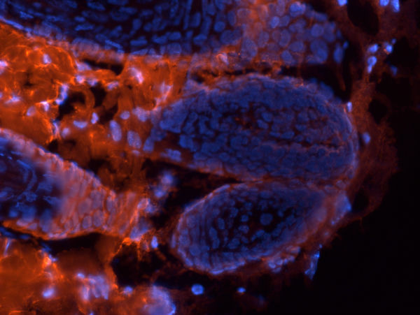 明美倒置荧光显微镜MF52-N助力生物企业荧光细胞观察