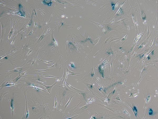 倒置显微镜MI52-N应用于纤维细胞观察