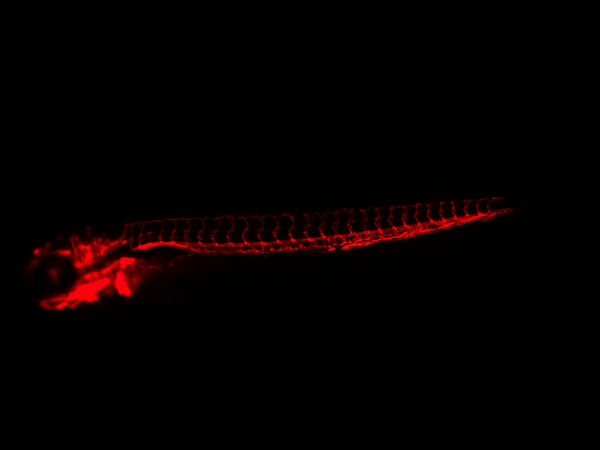 明美高倍体视荧光显微镜MZX200应用于斑马鱼观察
