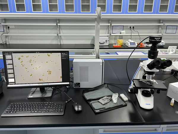 生物显微镜ML31助力酵母菌观察